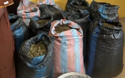 Marine Police Patrol Uncovers Suspected Cannabis Farm Beside Volta Lake