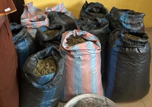 Marine Police Patrol Uncovers Suspected Cannabis Farm Beside Volta Lake